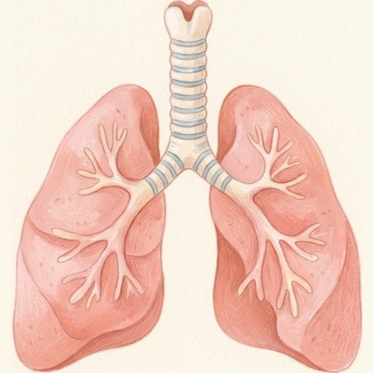 A pair of lungs with the windpipe above them.